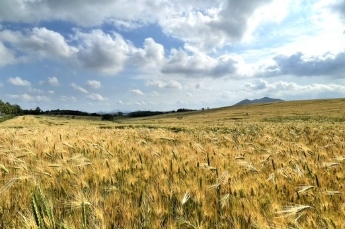 고창 청보리밭 실시간 개화 상황