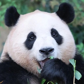 대한민국이 사랑한 판다, 푸바오의 성장 이야기