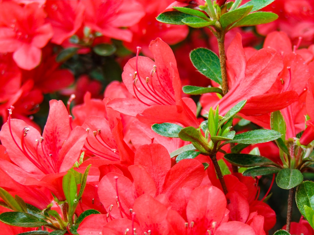 Azalea