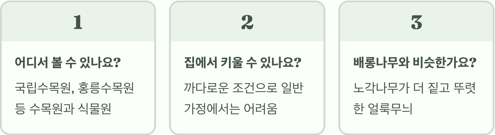 비단 같은 껍질을 가진 나무, 노각나무의 모든 것