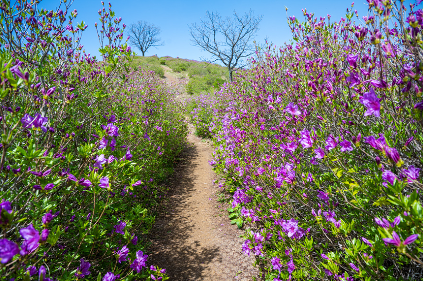 황매산 철쭉 축제