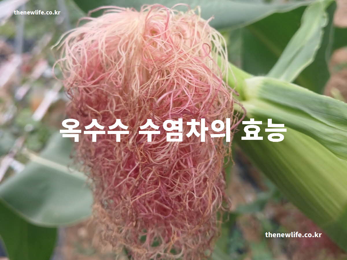 옥수수수염차 효능 대표 실사진