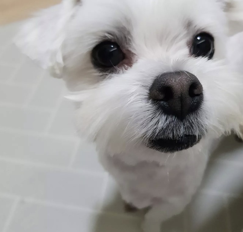 사람으로 이미지 변화할 강아지 사진