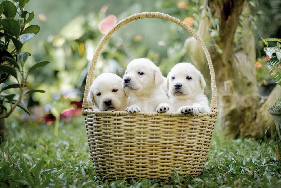 2026년 개띠 운세 (+태어난 년도별 운세 총정리)