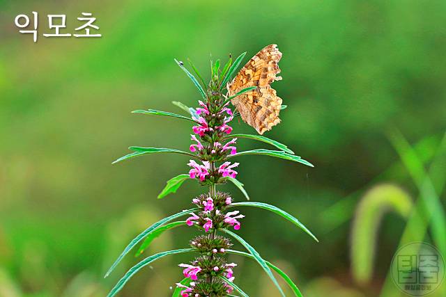 갱년기에 좋은 약초 익모초 부인병에 좋은 약초