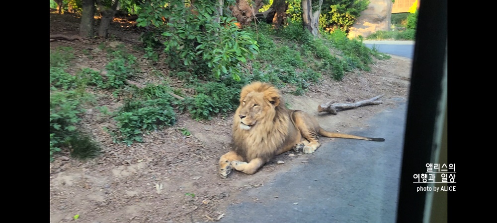 에버랜드 사파리 월드 꿀팁 (예약, 트램 좌석), 자유이용권 할인
