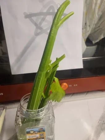 샐러리 재배 모종 심기 재배 거리 수확 연장_13