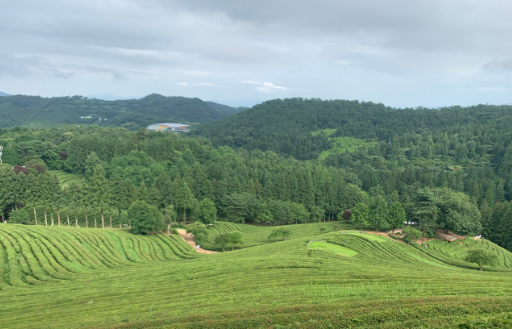 보성 녹차밭