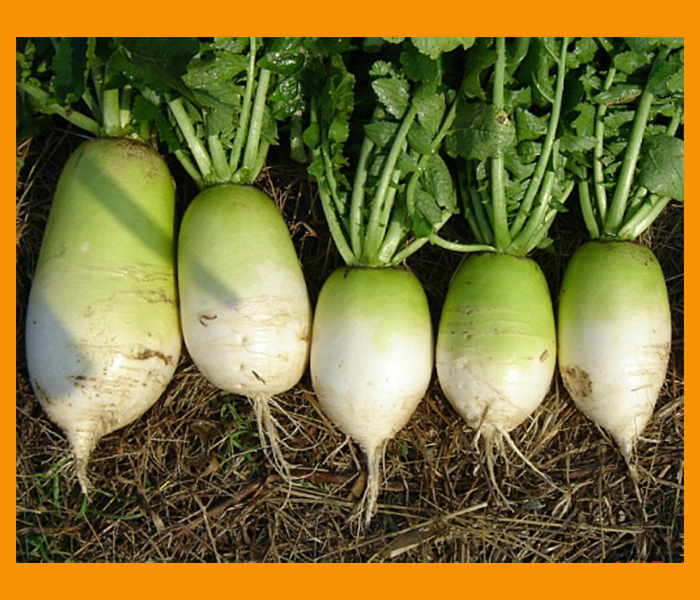 속이 미식거릴때 좋은음식 - 무