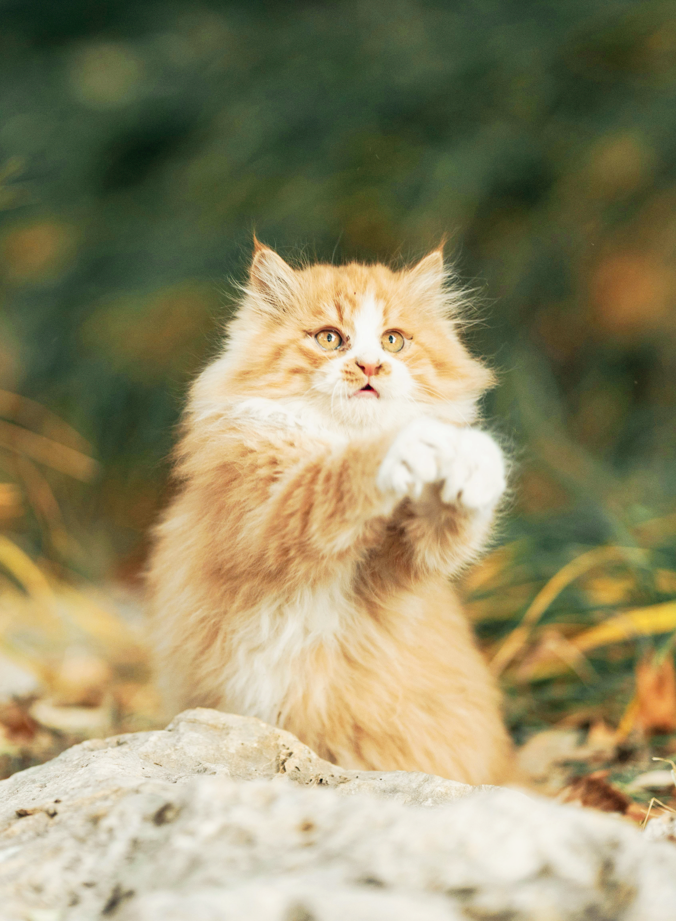 계절별 소리·환경 변화에 대비하는 반려동물 센서티브 관리 매뉴얼(봄·여름·가을·겨울)