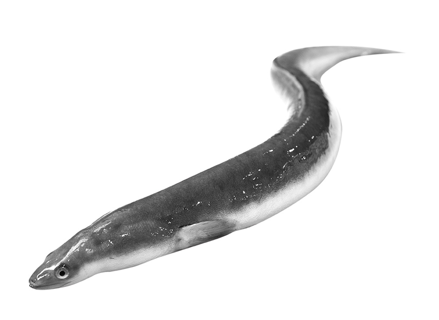 Eel