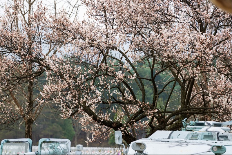 3월 국내 여행지 추천