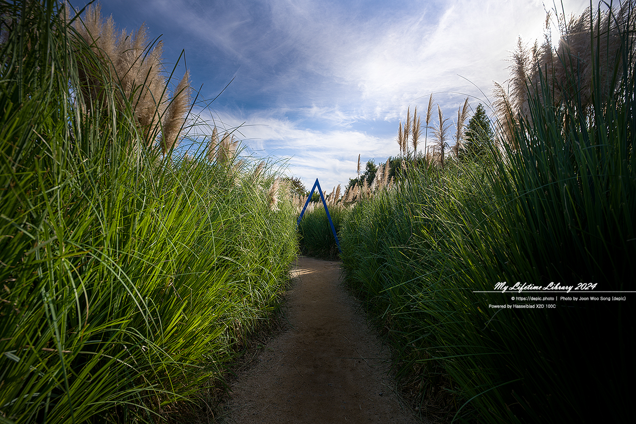 태안 청산수목원 가을 팜파스