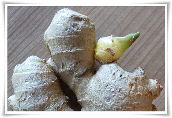 &quot;10월 하순, 생강 수확 하세요!&quot; 생강의 매력과 건강 효능, 최적의 수확시기! 생강의 효능과 활용!