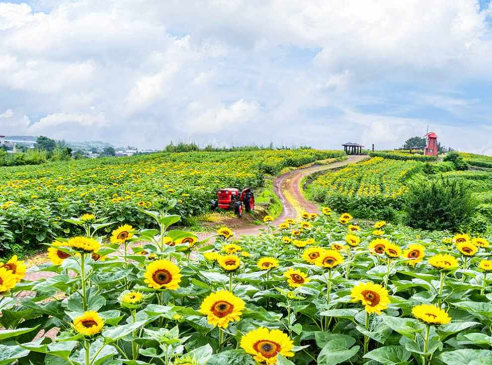 해바라기 명소