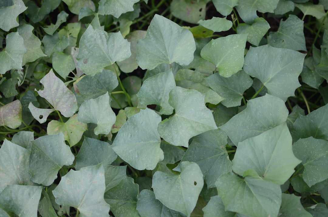Sweet potato.