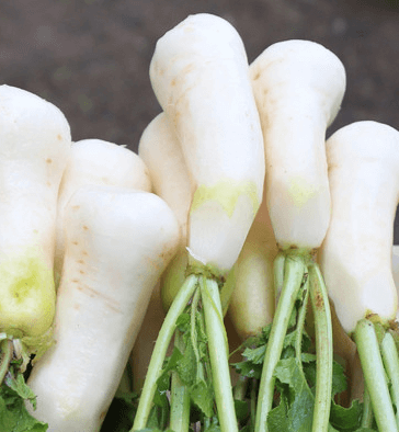 김장 알타리김치 맛있게 담그는 방법