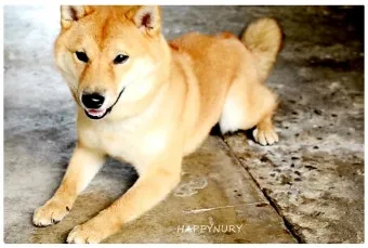 강아지 고개 갸우뚱 이유 의미 뜻_21