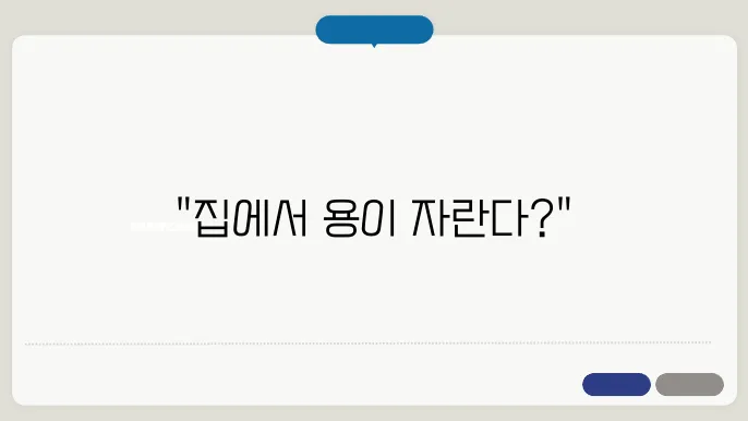 집에서 용과 키우기 짐에서도 쉽주 수 있는 경겅