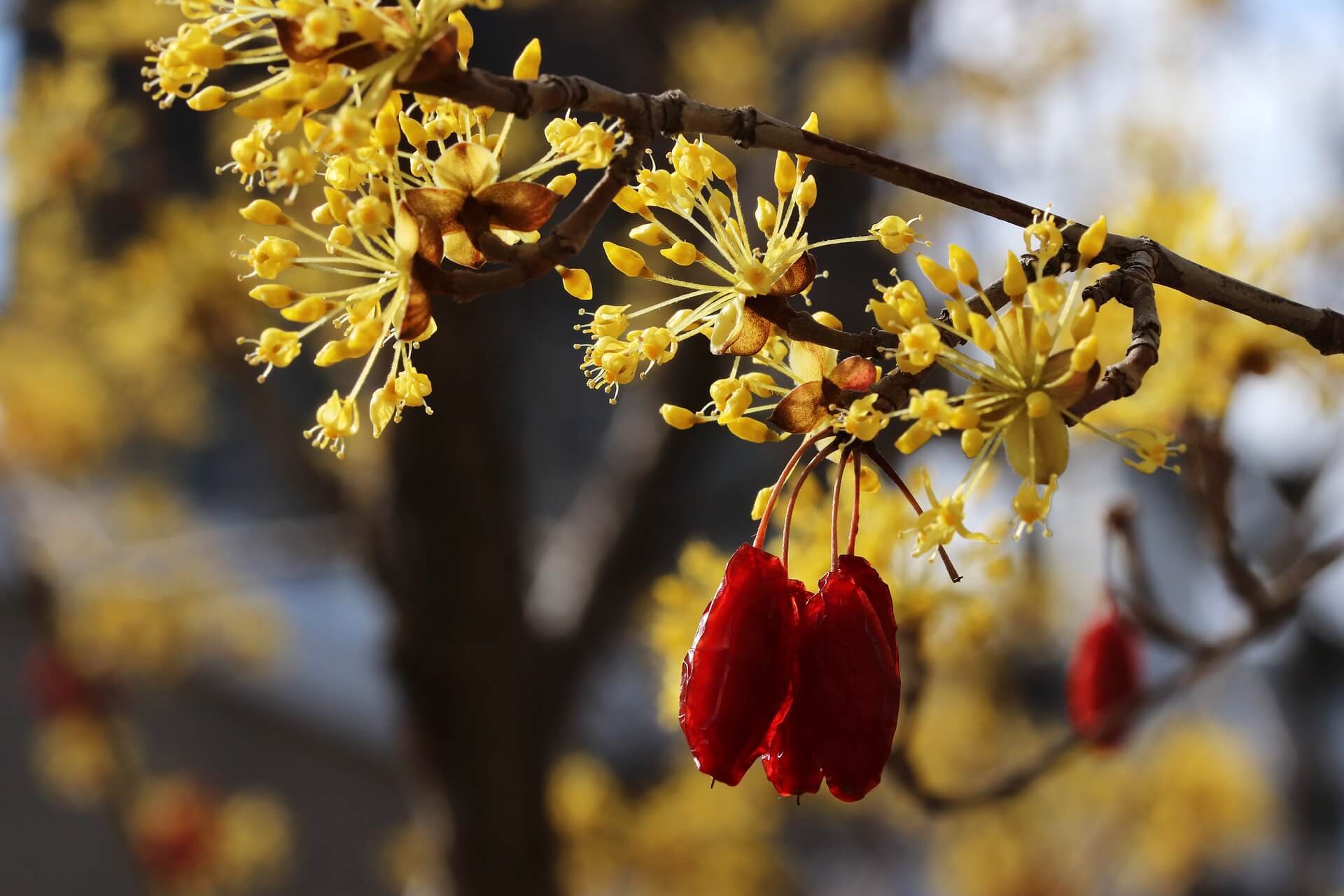 구례 산수유꽃 축제