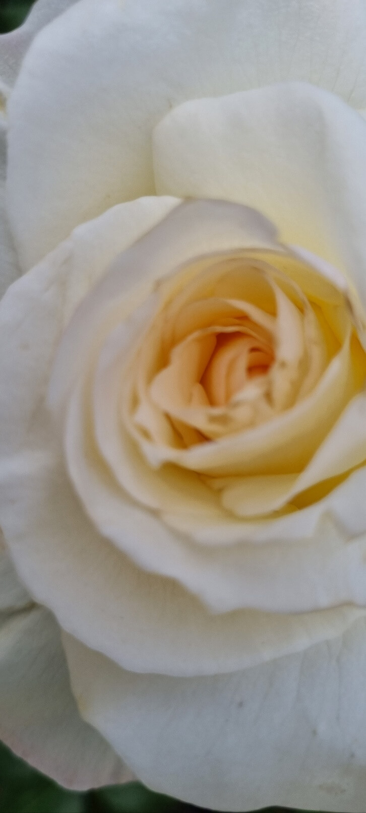 부천 백만송이 장미공원 장미축제 찾아가는 길