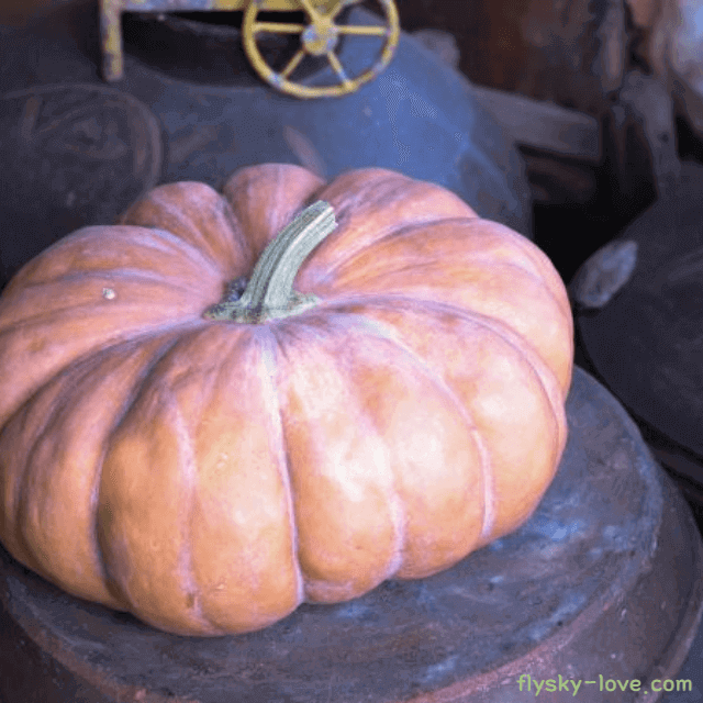 늙은 호박 효능