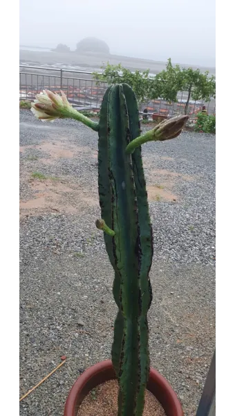 "귀면각