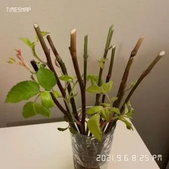 장미 재배 전정 시기 병해 예방 풍성한 개화_22