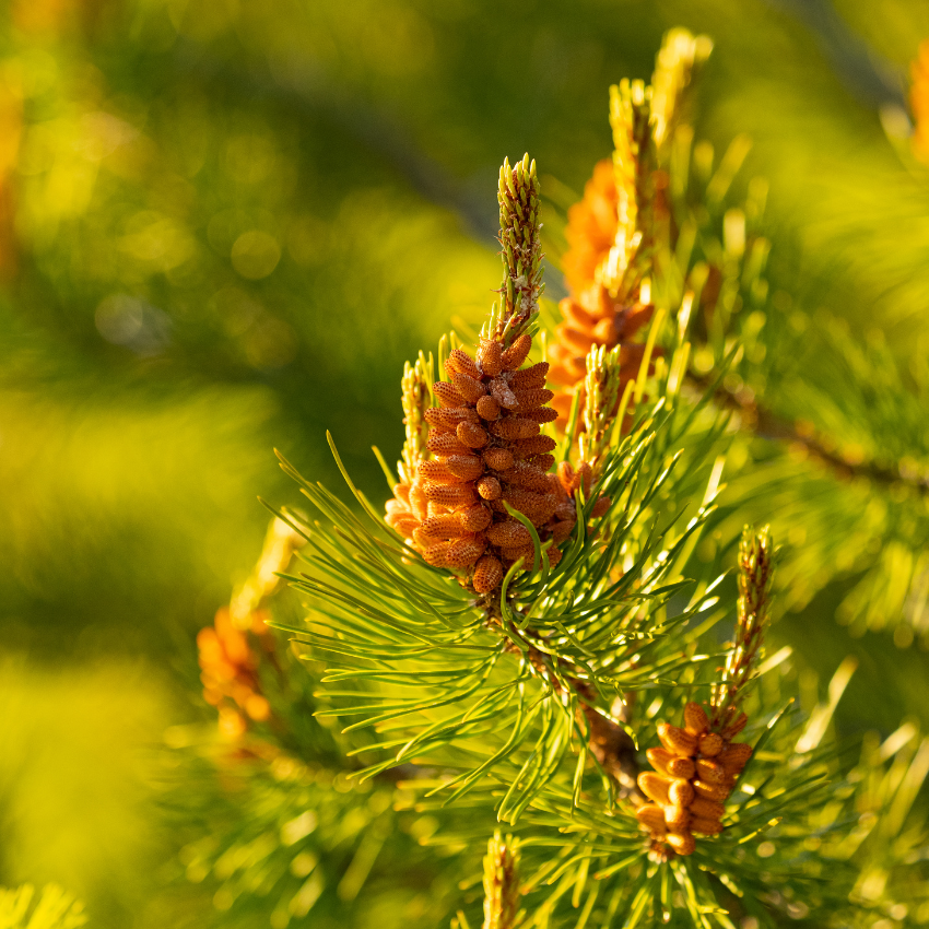 송화가루 알레르기_9