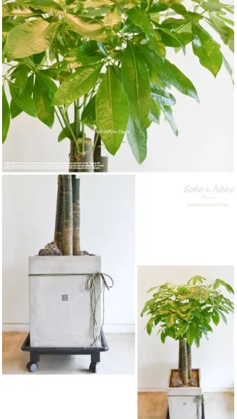 실내식물 여름철 관리 고온다습 통풍확보 물주기시간대 환기방법_4