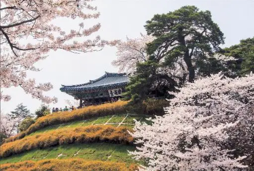 경포대-벚꽃-풍경