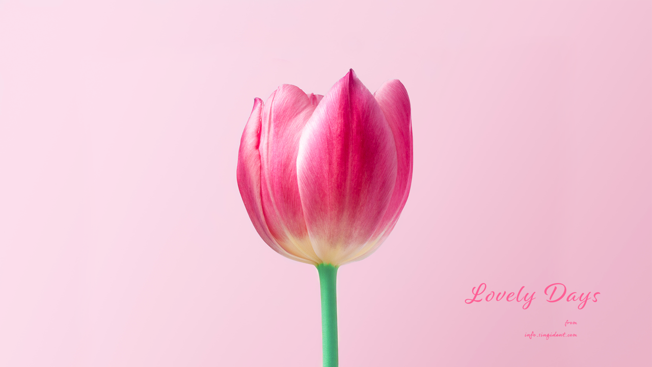 03 핑크 튤립 C - Lovely Days 꽃배경화면