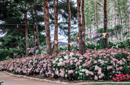 충청권 수국 명소 추천 7곳&amp;#44; 지금 안 가면 손해! 여름 꽃 여행지