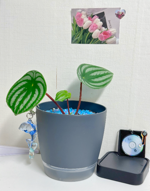 수박페페 관리법