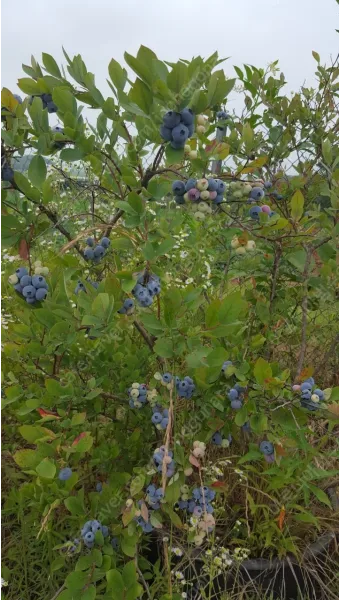 블루베리 재배 산도 조절 피트모스 혼합 여름 관수_13