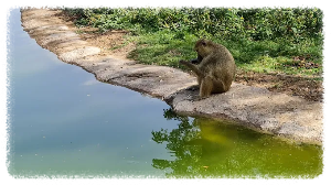 두바이 사파리 파크