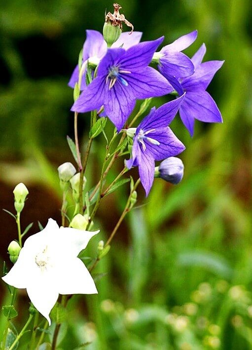 도라지(도라지차, 도라지청) 효능 9가지 및 부작용과 주의사항