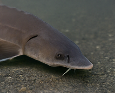 철갑상어 콘드로이친