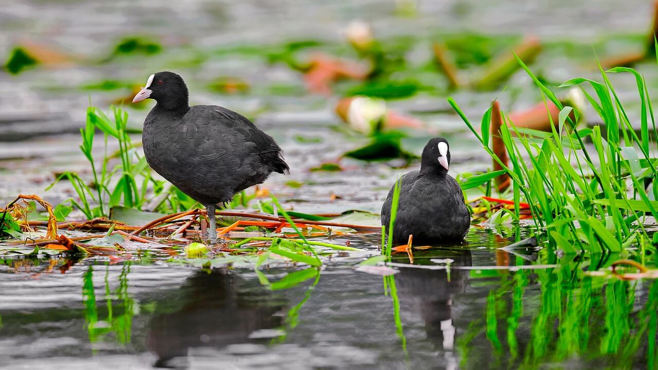 뉴칼레도니아뜸부기의 행동 패턴 분석