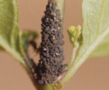 아까시아진딧물