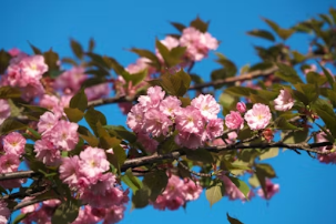 팔공산 벚꽃 드라이브부터 앞산 카페거리까지: 완벽한 봄날의 미식 & 커피 데이트 로드