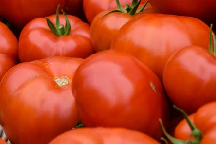 저녁밥대신야채-토마토