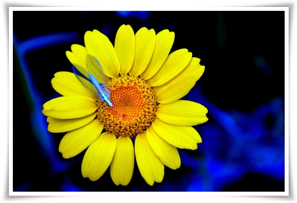 &quot;마가렛&quot; 상큼함으로 일상을 물들이는 꽃, 키우기부터 활용까지 완벽 가이드!