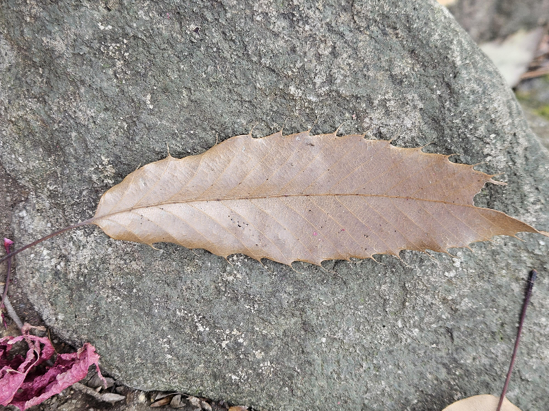 굴참나무 잎2