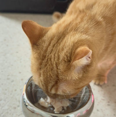 치즈 고양이 뽀리가 스테인리스 전용 식기에 담긴 잘게 찢은 삶은 닭가슴살을 아주 맛있게 먹고 있는 모습. 고양이에게 간을 하지 않은 닭가슴살을 소량 간식으로 급여하는 올바른 예시를 나타내는 이미지.