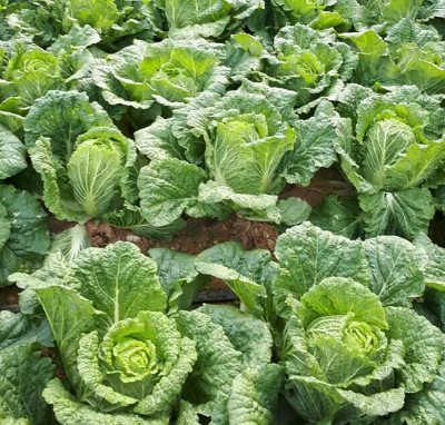 절임배추 사전예약