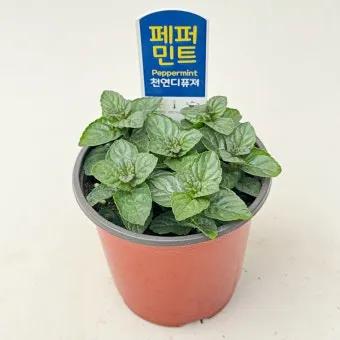 페퍼민트 키우기 물주기 삽목번식 햇빛관리 상쾌한 실내 허브_2