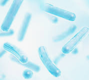 유산균의 과학적 효능과 선택 기준