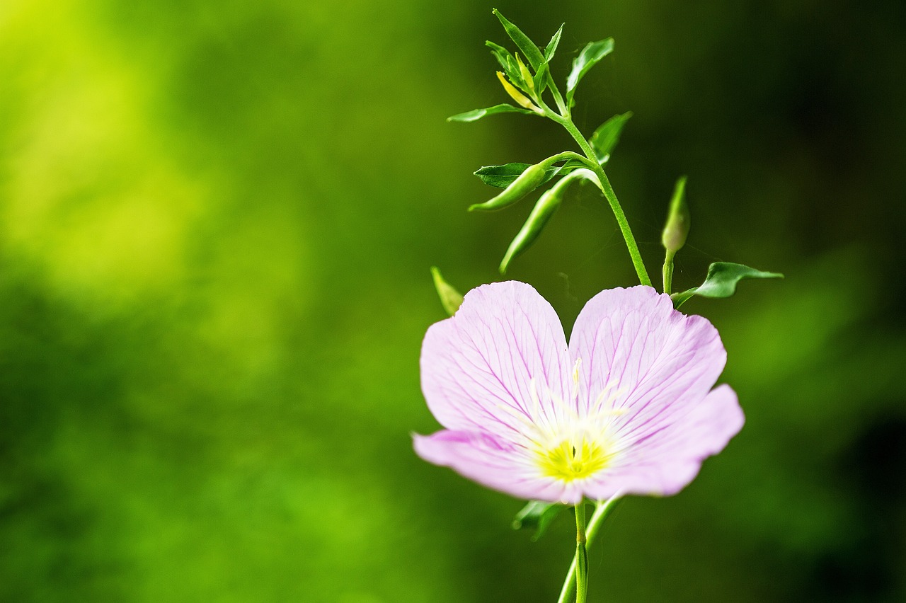 낮달맞이꽃 VS 달맞이꽃 차이점