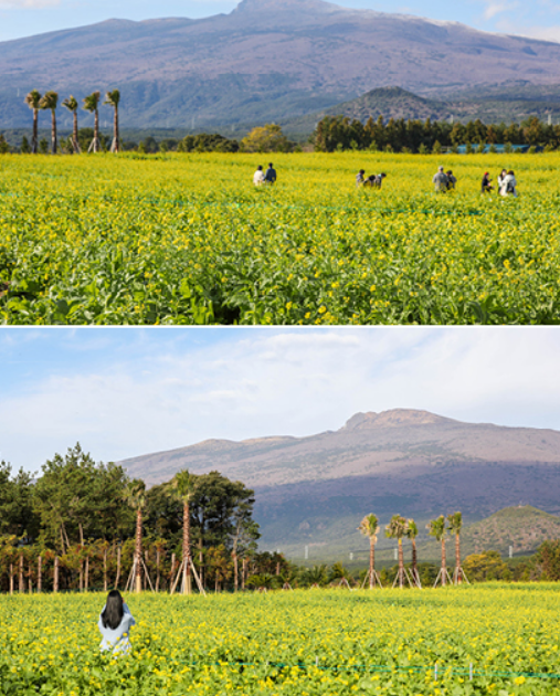 2025 휴애리 유채꽃 축제9